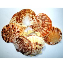 Ракушка на веспектен макасаренсис PECTEN MASCARENSIS
в уп. 2кг  опт от 1кг