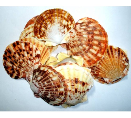 Ракушка на веспектен макасаренсис PECTEN MASCARENSIS
в уп. 2кг  опт от 1кг Ракушка на веспектен макасаренсис PECTEN MASCARENSIS
в уп. 2кг  опт от 1кг
