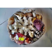 НАБОР РАКУШЕКв плетеной корзине(с кораллом,размер 8"  20см) SHELLPACK BASKET 8" W/ FLOWER
 опт от 2шт