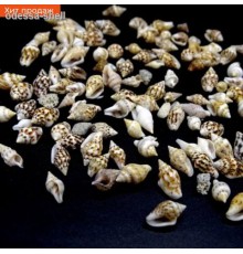 Ракушка на веснасса COOKED    в уп 1кг опт от 1кг