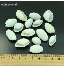 Ракушка на весбаблс вайт BABLES WHITE в уп 1кг опт от 1кг