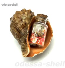 Сувенир Черное морераковина рапана - внутри бутылочка с цветн.песком и натур.ракушкой+надпись черн.море
опт от 3шт