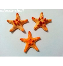 Морская звездазвезда натуральная RHINO STARFISH 1"
 "рино" №1
 опт от 10шт