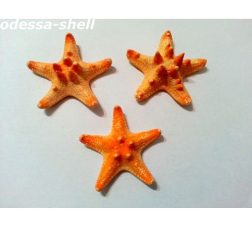 Морская звездазвезда натуральная RHINO STARFISH 1"
 "рино" №1
 опт от 10шт Морская звездазвезда натуральная RHINO STARFISH 1"
 "рино" №1
 опт от 10шт