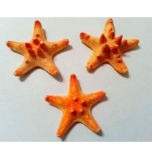 Морская звездазвезда натуральная RHINO STARFISH 3"
 "рино"  №3
 опт от 10шт
