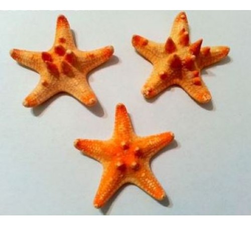 Морская звездазвезда натуральная RHINO STARFISH 3"
 "рино"  №3
 опт от 10шт Морская звездазвезда натуральная RHINO STARFISH 3"
 "рино"  №3
 опт от 10шт