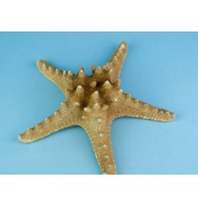 Морская звездазвезда натуральная RHINO STARFISH 4"
"рино"  №4
 опт от 2шт