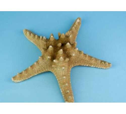 Морская звездазвезда натуральная RHINO STARFISH 4"
"рино"  №4
 опт от 2шт Морская звездазвезда натуральная RHINO STARFISH 4"
"рино"  №4
 опт от 2шт