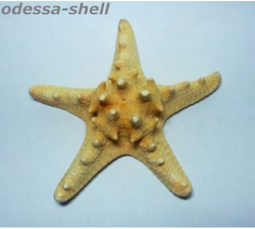 Морская звездазвезда натуральная RHINO STARFISH
 "рино"  № 5"-7"
 опт от 2шт Морская звездазвезда натуральная RHINO STARFISH
 "рино"  № 5"-7"
 опт от 2шт