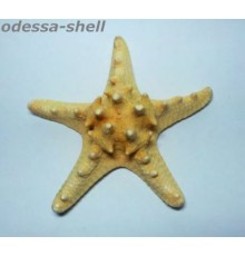 Морская звездазвезда натуральная RHINO STARFISH
"рино" № 7"-8"
 опт от 2шт