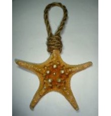 Морская звездана канате,  5"-6" в уп 1шт опт от 2шт