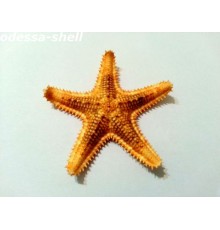 Морская звездафилиппинская,размер 2"-3"(5-7,5см)
в уп 20 шт опт от  10шт