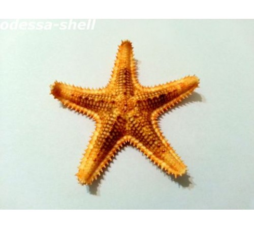 Морская звездафилиппинская,размер 2"-3"(5-7,5см)
в уп 20 шт опт от  10шт Морская звездафилиппинская,размер 2"-3"(5-7,5см)
в уп 20 шт опт от  10шт