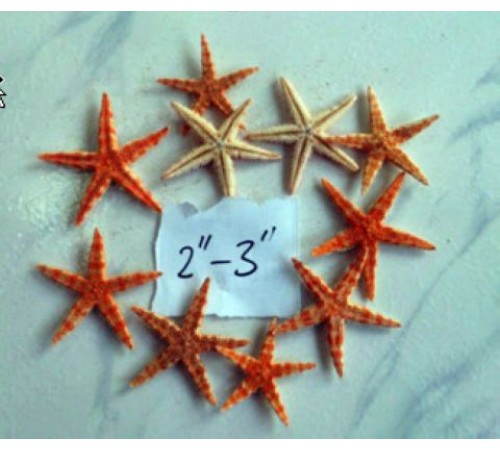 Морская звездасахарная,размер 2"-3"(5-7,5см)
в уп 100шт опт от 200шт Морская звездасахарная,размер 2"-3"(5-7,5см)
в уп 100шт опт от 200шт