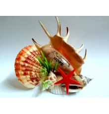 Сувенир Азовское мореиз ракушки (ламбис с золотой надписью АЗОВСКОЕ МОРЕ+мелкая ракушка)
в уп 1шт опт от 5шт