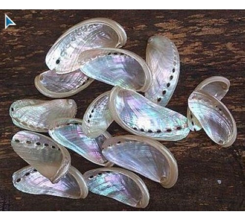 Ракушка на весхалиотис перламутровый ABALONE PEARLIZED в уп 1кг опт от 1кг Ракушка на весхалиотис перламутровый ABALONE PEARLIZED в уп 1кг опт от 1кг