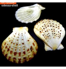 Ракушка на весгребешок пектен радула PECTEN RADULA
 в уп 1кг опт от  1кг