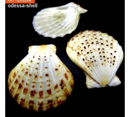 Ракушка на весгребешок пектен радула PECTEN RADULA
 в уп 1кг опт от  1кг Ракушка на весгребешок пектен радула PECTEN RADULA
 в уп 1кг опт от  1кг