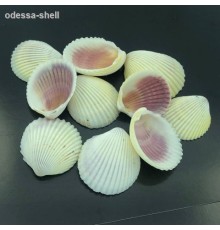 Ракушка на весгребешок коклес белый WHITE COCKLES
в уп 1кг опт от 1кг