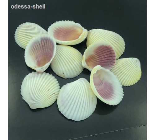 Ракушка на весгребешок коклес белый WHITE COCKLES
в уп 1кг опт от 1кг Ракушка на весгребешок коклес белый WHITE COCKLES
в уп 1кг опт от 1кг