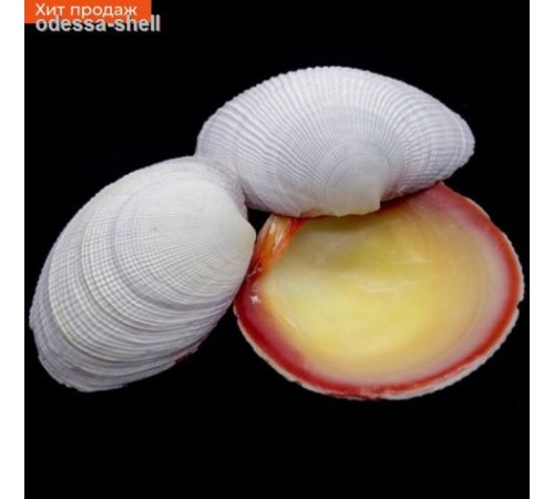 Ракушка на вескодакия тигерина CODAKIA TEGRINA размер 3,5"-5" в уп 1кг опт от 1кг Ракушка на вескодакия тигерина CODAKIA TEGRINA размер 3,5"-5" в уп 1кг опт от 1кг