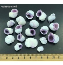 Ракушка на вес(СЕБУ) Coralliophila violacea
в уп 1кг опт от 1кг