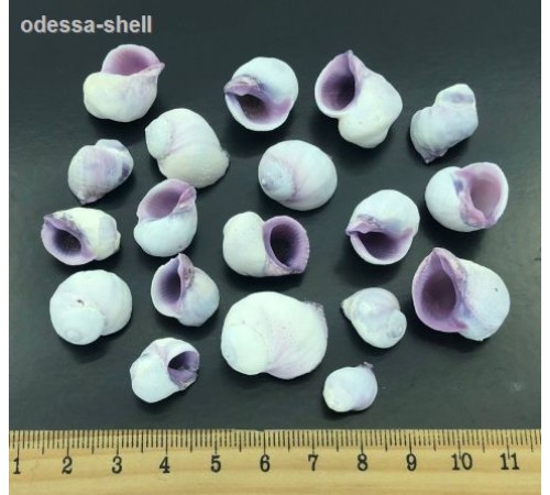 Ракушка на вес(СЕБУ) Coralliophila violacea
в уп 1кг опт от 1кг Ракушка на вес(СЕБУ) Coralliophila violacea
в уп 1кг опт от 1кг