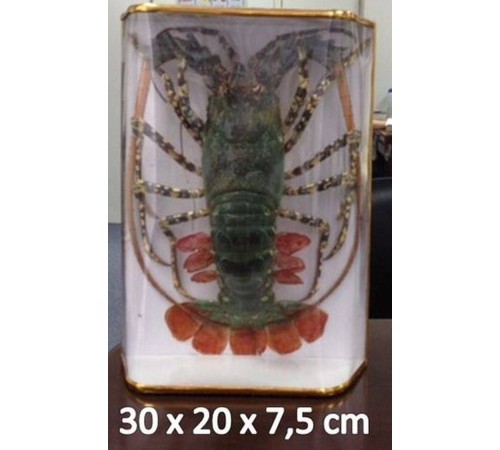 ЛАНГУСТбольшой в коробке на деревянной основе,размер 30*20*7,5см  в ящике20шт
опт от 10шт ЛАНГУСТбольшой в коробке на деревянной основе,размер 30*20*7,5см  в ящике20шт
опт от 10шт