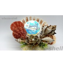 Сувенир Затокаиз ракушки(большой белый гребешок+цветок,внутри фольга 6см мост с кораблем)
в уп 1шт опт от 2шт