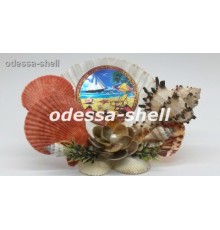 Сувенир Азовское мореиз ракушки(большой белый гребешок+цветок+гребеш.цветн.,внутри круглая фольга пляж)
в уп 1шт опт от 2шт