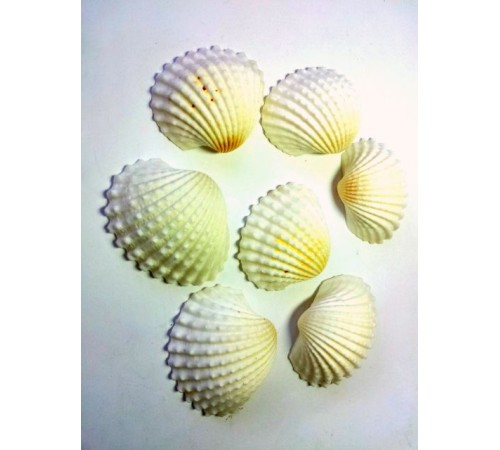 Ракушка на весклам роза (Clame rose white)
   в уп 1 кг опт от  2кг Ракушка на весклам роза (Clame rose white)
   в уп 1 кг опт от  2кг