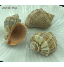 Ракушкараковина рапана RAPANA VENOSA  большая
(очищена и отшлифована) опт от 5шт