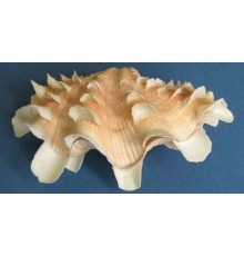 РАКУШКАтридакна сквамоза TRIDACNA GIGAS
размер 4"-5" в уп 1шт опт от 3шт