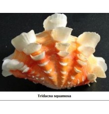РАКУШКАтридакна сквамоза TRIDACNA GIGAS размер 5"-6"
в уп 1шт опт от 2шт