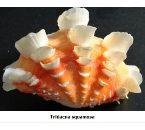 РАКУШКАтридакна сквамоза TRIDACNA GIGAS размер 5"-6"
в уп 1шт опт от 2шт РАКУШКАтридакна сквамоза TRIDACNA GIGAS размер 5"-6"
в уп 1шт опт от 2шт