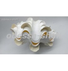 Ракушкатридакна сквамоза TRIDACNA GIGAS
размер 6"-7" в уп 1шт опт от 2шт