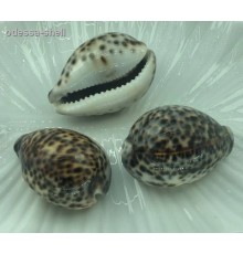 РАКУШКА(ципрея тигрис CYPRAEA TIGRIS маленькая опт от 5шт