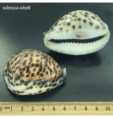 РАКУШКАципрея тигрис CYPRAEA TIGRIS  средняя  опт от 2шт