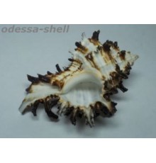 Ракушкамурекс индивия MUREX INDIVIA большой X/L
 опт от 2шт