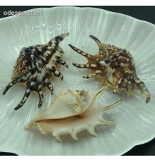 РАКУШКА(ламбис LAMBIS TIGER черный "тигровый" маленький small)
  опт от 2шт