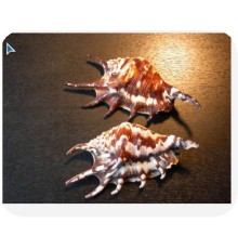РАКУШКА(ламбис LAMBIS TIGER черный "тигровый" большой L/XL,класс А)
 опт от 2шт