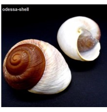 РАКУШКАРисcота  (Ryssota otaheitana natural) в уп 10шт опт от 3шт