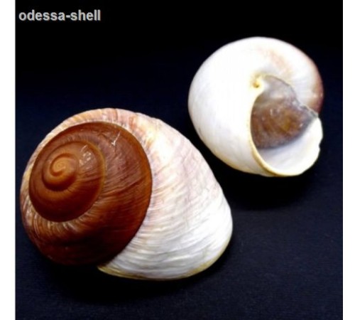 РАКУШКАРисcота  (Ryssota otaheitana natural) в уп 10шт опт от 3шт РАКУШКАРисcота  (Ryssota otaheitana natural) в уп 10шт опт от 3шт