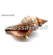 РАКУШКА(фасциолария TRAPEZIUM FASCILARIUM трапезиум,размер 6"-7" ) класс А
опт от 3шт