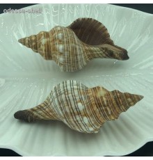 Ракушкафасциолария трапезиум TRAPEZIUM FASCILARIUM размер 4"  класс А
 опт от 2шт