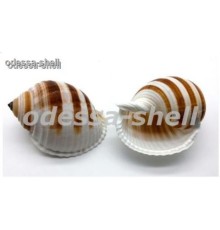 РАКУШКАтонна сулкоса,размер 3"-4"
в уп 6шт опт от 6шт