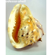 РАКУШКА(кассис корнута CASSIS CORNUTA размер 9"-10" ) опт от 1шт