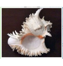 РАКУШКАчихориус рамосус CHICOREUS RAMOSUS класс А,размер 5"-6"
в уп 1шт опт от 2шт