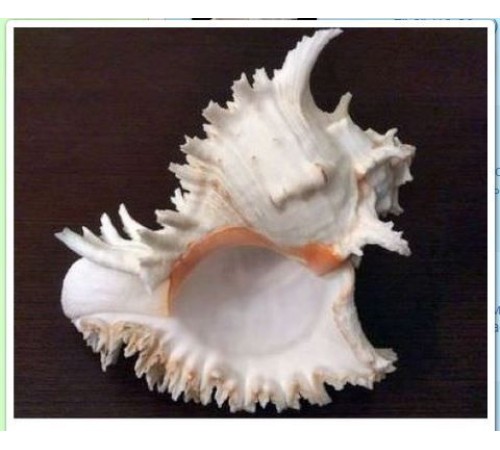 РАКУШКАчихориус рамосус CHICOREUS RAMOSUS класс А,размер 5"-6"
в уп 1шт опт от 2шт РАКУШКАчихориус рамосус CHICOREUS RAMOSUS класс А,размер 5"-6"
в уп 1шт опт от 2шт