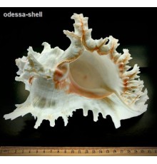 РАКУШКАчихориус рамосус CHICOREUS RAMOSUS  класс А,размер 6"-7"
 опт от 2шт